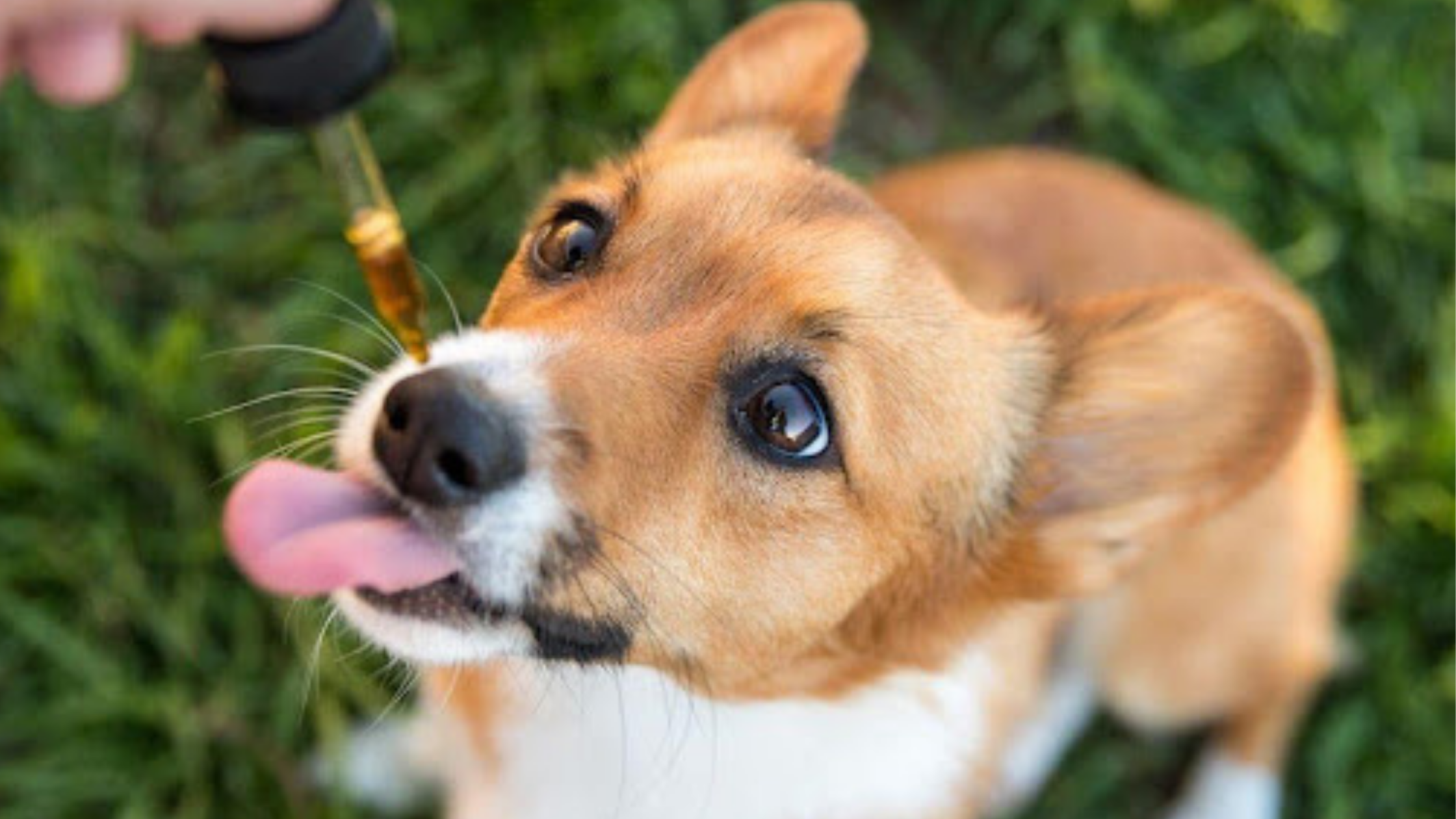 CBD Oil for Dogs: A Walk Through on How it Works